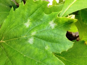 Időszerű növényvédelmi teendők a közterületeken