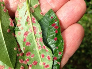 Időszerű növényvédelmi teendők a közterületeken