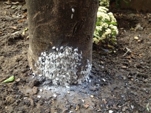 Időszerű növényvédelmi teendők a közterületeken