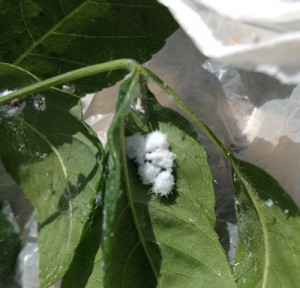 Időszerű növényvédelmi teendők a közterületeken