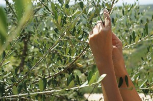 Sok babra munkára van szükség, hogy ízletes gyümölcsöt hozhasson a fa