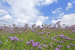 A mezei acat (Cirsium arvense L.), az egyik legnagyobb kárt okozó gyomnövényünk