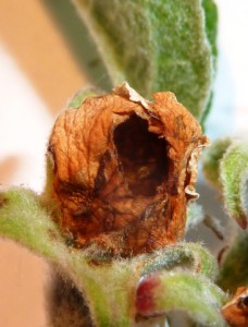 Zsigó György – Hasznos közlendők kertbarátoknak – 2014/11