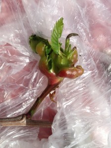 Zsigó György – Hasznos közlendők kertbarátoknak – 2014/11