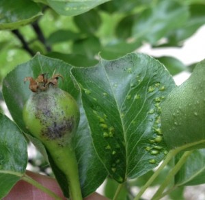 Zsigó György – Hasznos közlendők kertbarátoknak – 2014/12
