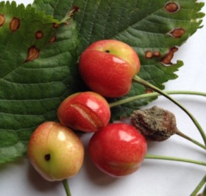 Zsigó György – Hasznos közlendők kertbarátoknak – 2014/12