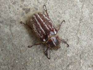 Növényvédelmi előrejelzés