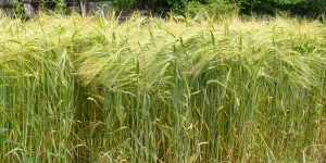 DAN műtrágyák és a termelékenység