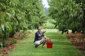 A gyep a forróságban, extra párát, a lepotyogó gyümölcsnek némi védelmet is nyújt