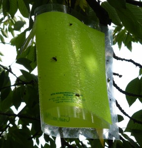 Légtérben tartózkodó rovarok összegyűjtésének módszerei