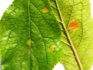 Zsigó György – Hasznos közlendők kertbarátoknak – 2014/14