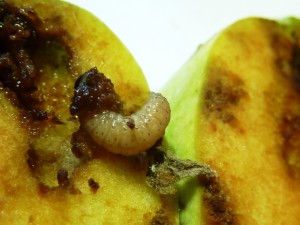 Zsigó György – Hasznos közlendők kertbarátoknak – 2014/14