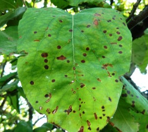 Zsigó György – Hasznos közlendők kertbarátoknak – 2014/14