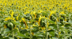 A nagy mennyiségben leesett csapadék kedvez a gombáknak