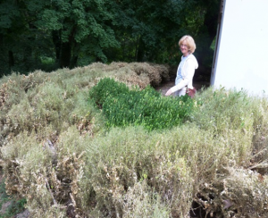 Időszerű növényvédelmi teendők a közterületeken-2014/3