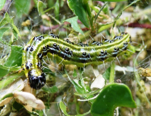 Időszerű növényvédelmi teendők a közterületeken-2014/3