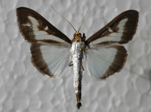 Időszerű növényvédelmi teendők a közterületeken-2014/3