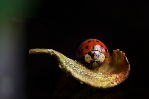 Környezetkímélő növényvédő szerek