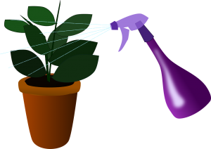 szobanövények, pajzstetvek