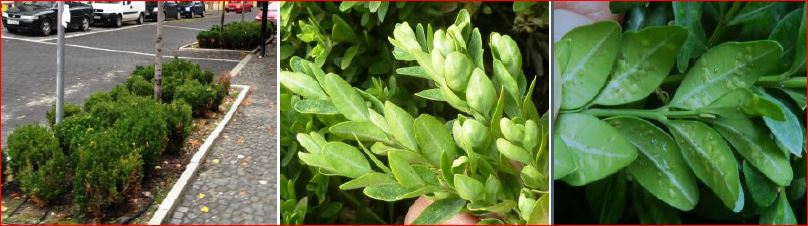 Időszerű növényvédelmi teendők a közterületeken