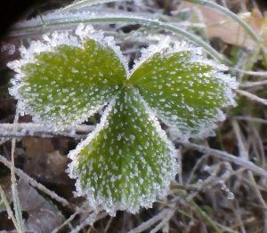 Horkolnak a növények