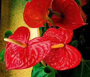 Kopasz virgácsok helyett