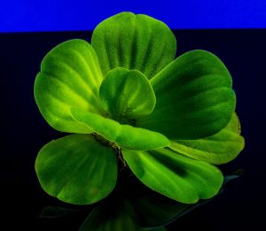 Minden levél fontos