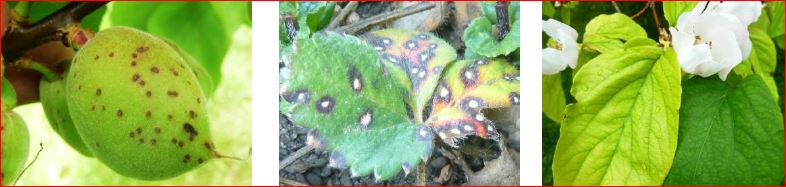 Zsigó György – Hasznos közlendők kertbarátoknak – 2017/8