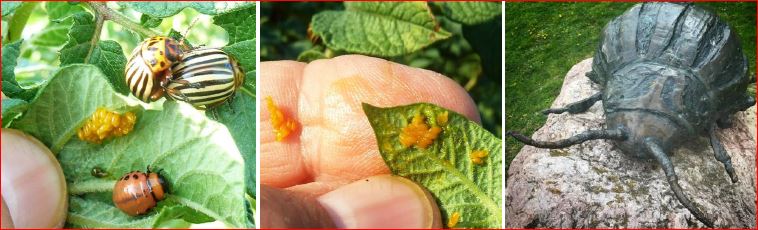 Zsigó György – Hasznos közlendők kertbarátoknak – 2017/14