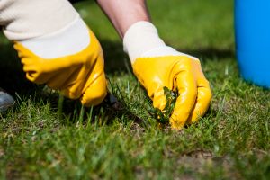 Ne legyen lyukas a gyep