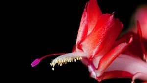 Karácsonyi kaktusz zacskó alatt