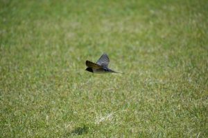 A forró nyarakon is lehet egészséges a gyep