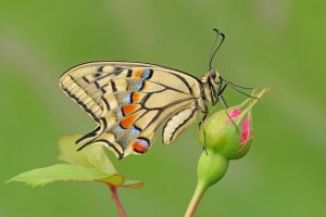 Búcsú a pillangóktól