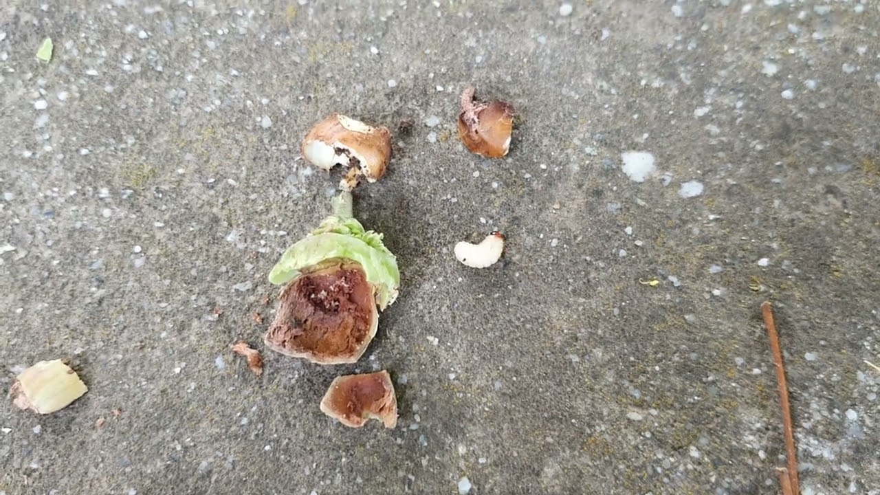 Mitől hullik a mogyoró?