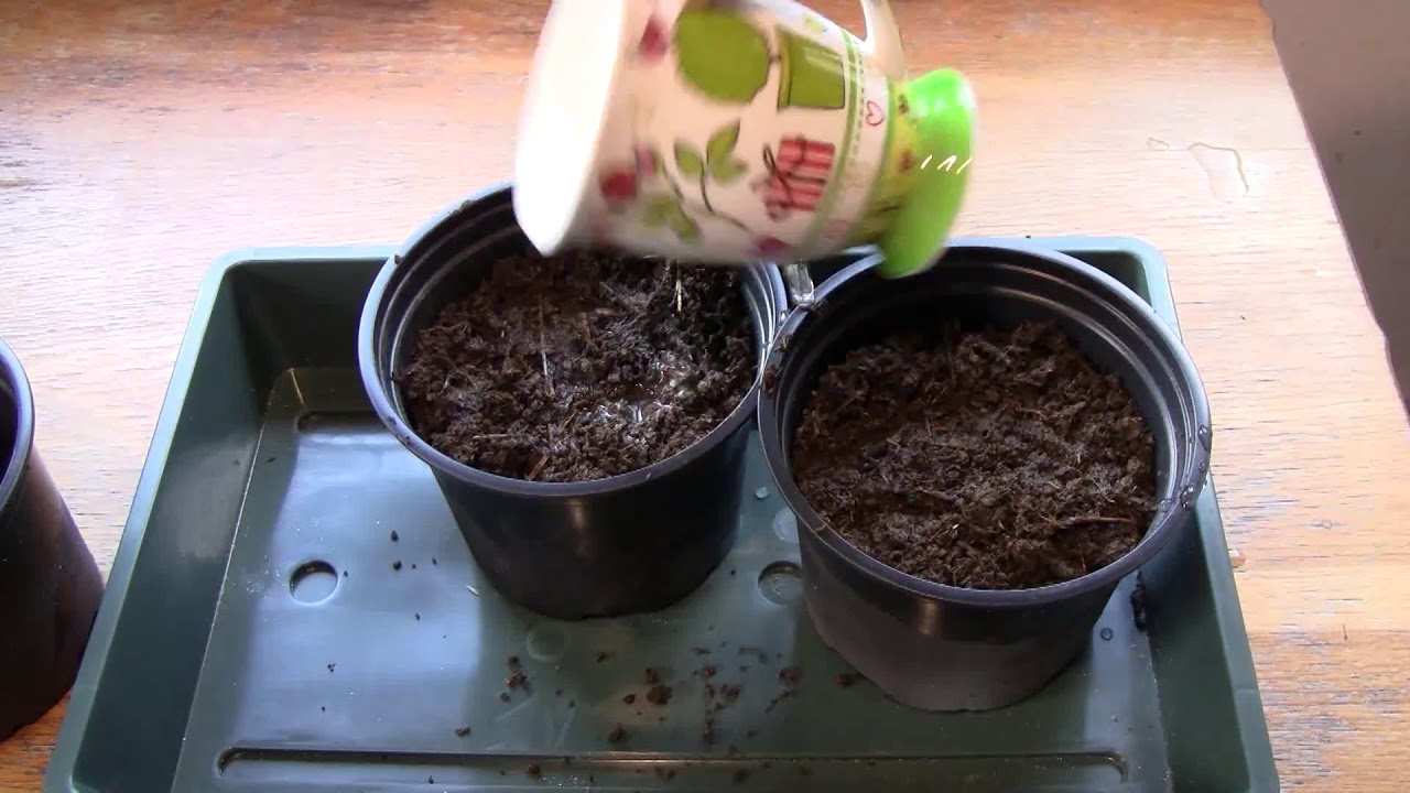 Búza csíráztatás