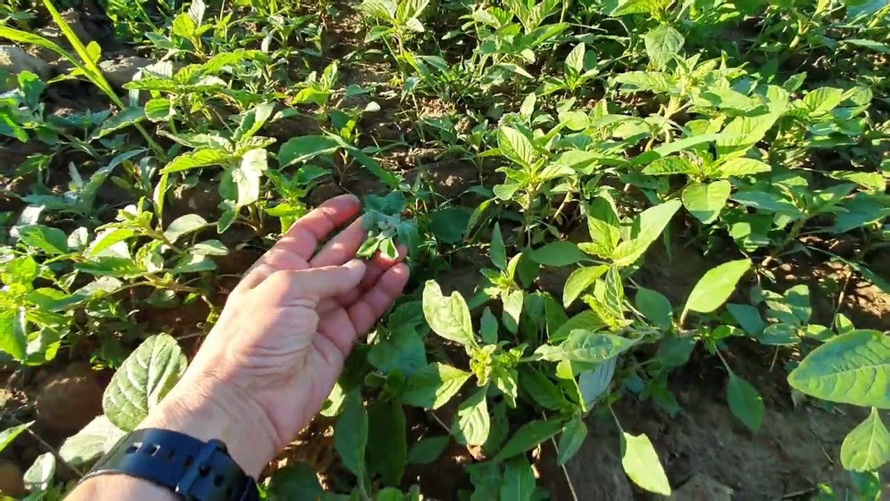 Jól sikerült a vetés- vagy nem