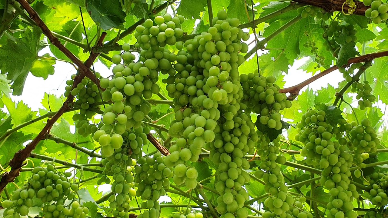 Fólia alatt szőlőt termeszteni? Igen!