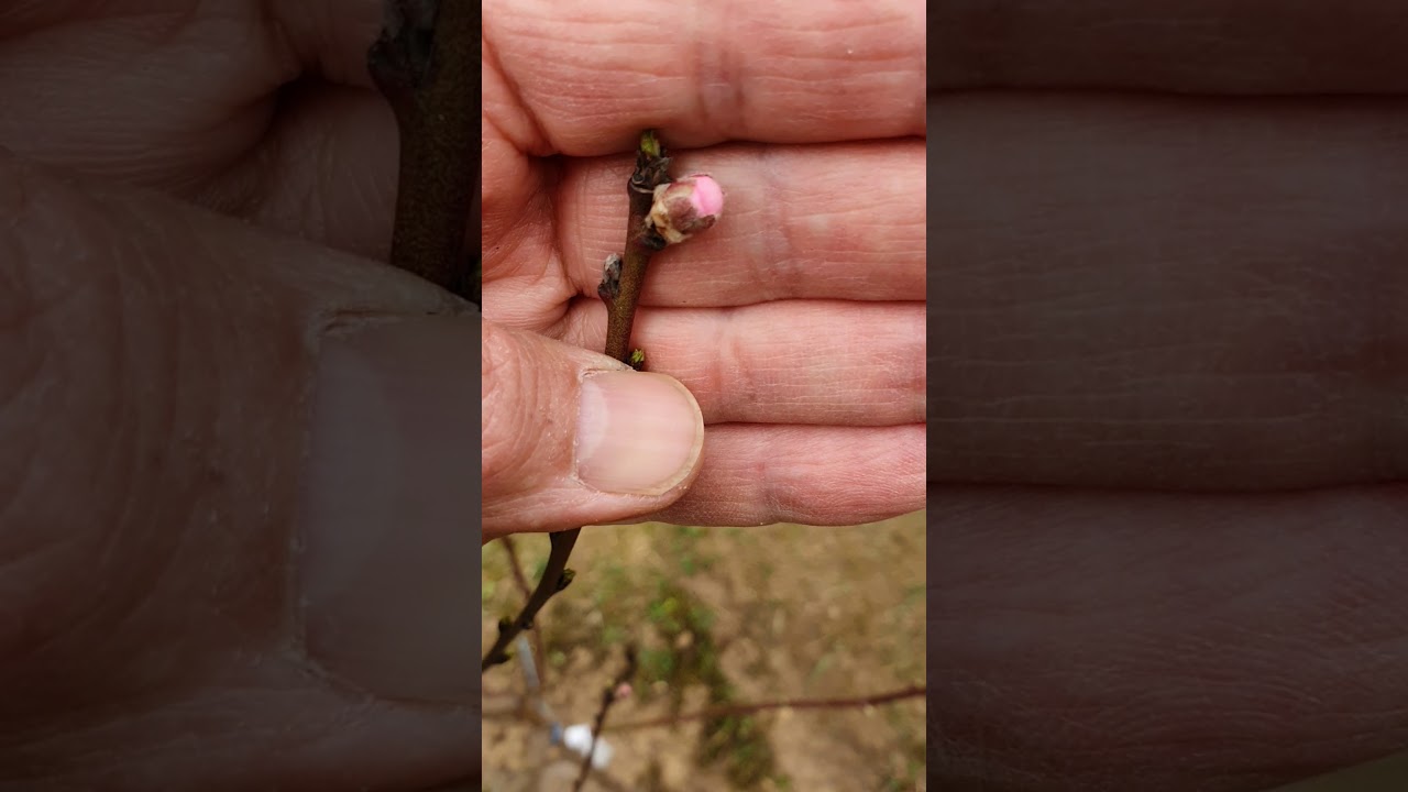 Zsigó György a tafrináról