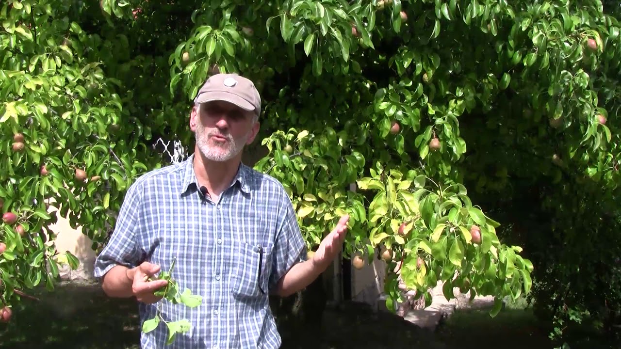 Kiskerti növényvédelem: a körte