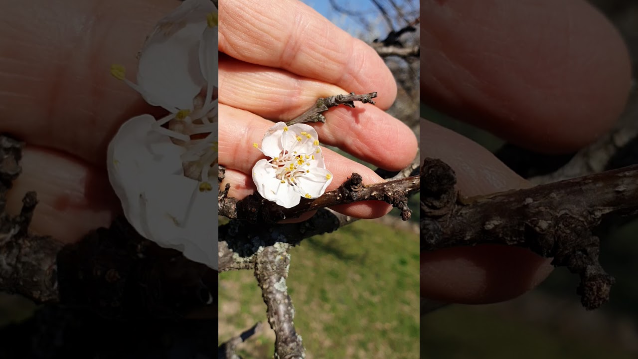 Virágfertőző monília kajszin