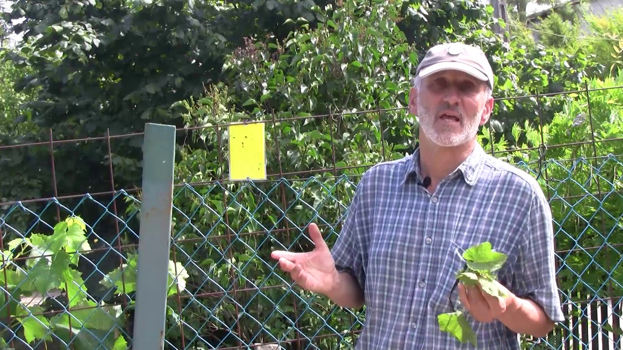 Kiskerti növényvédelem: a szőlő