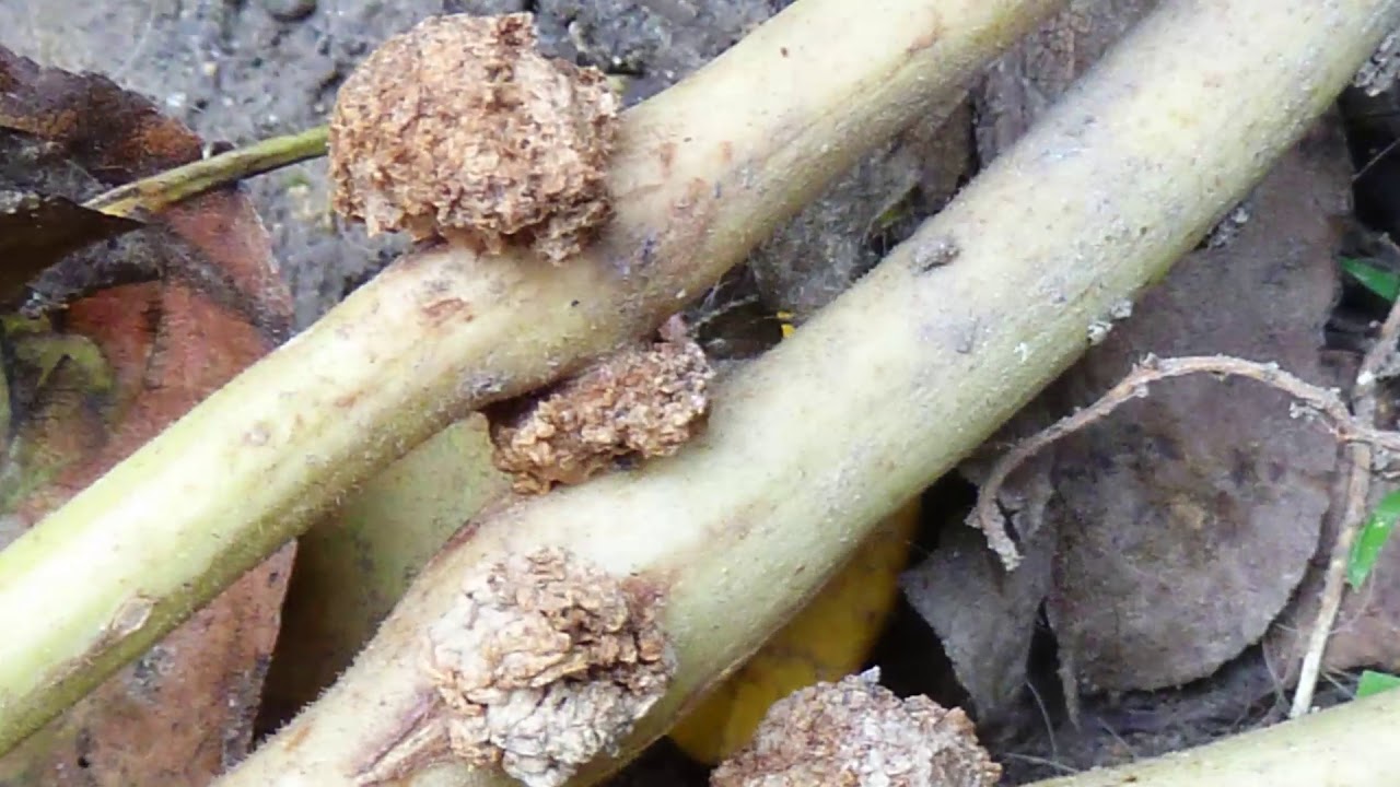 Őszi teendők a zöldséges ágyásokban