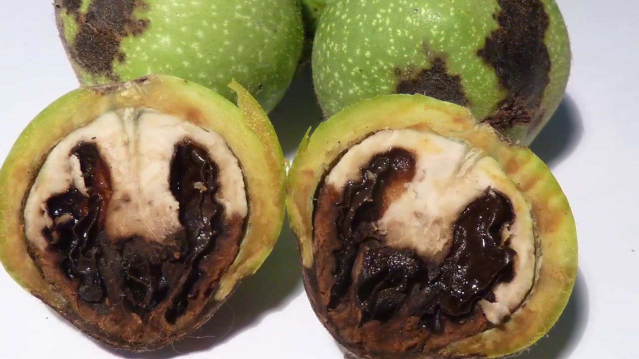 A dió baktériumos betegsége a termésen