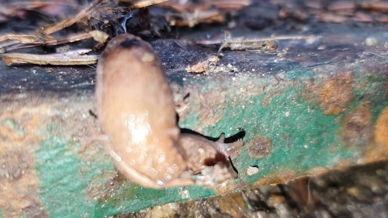 Egyre több helyen jelenik meg a malaccsiga