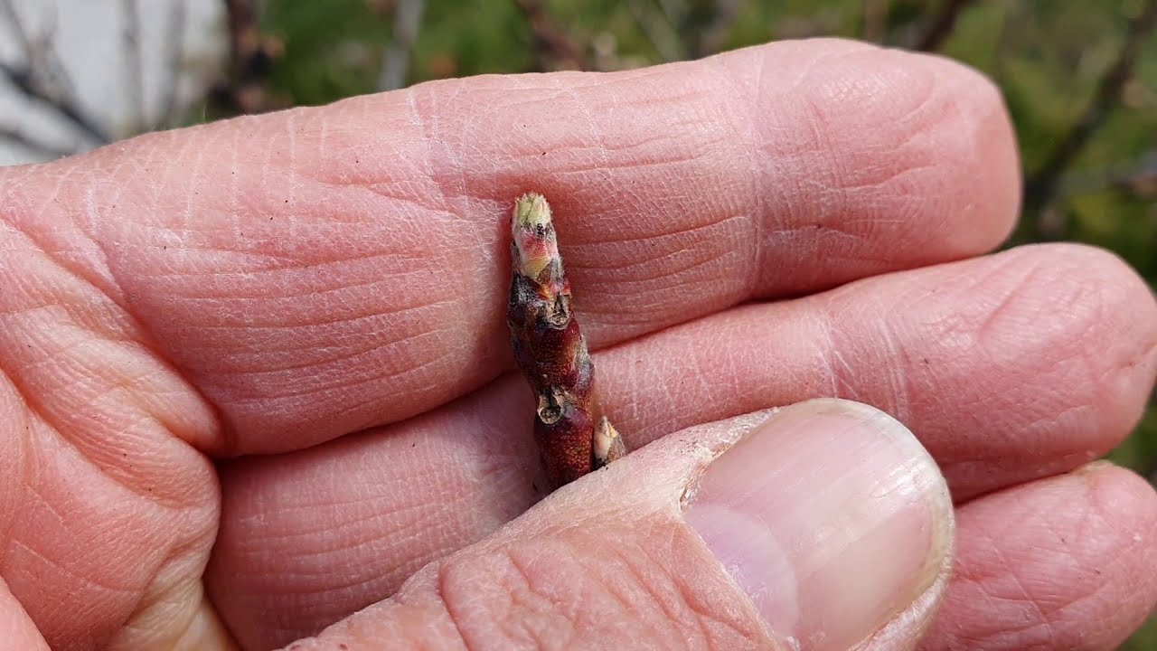 Megindítja a támadást az őszibarackban a tafrina