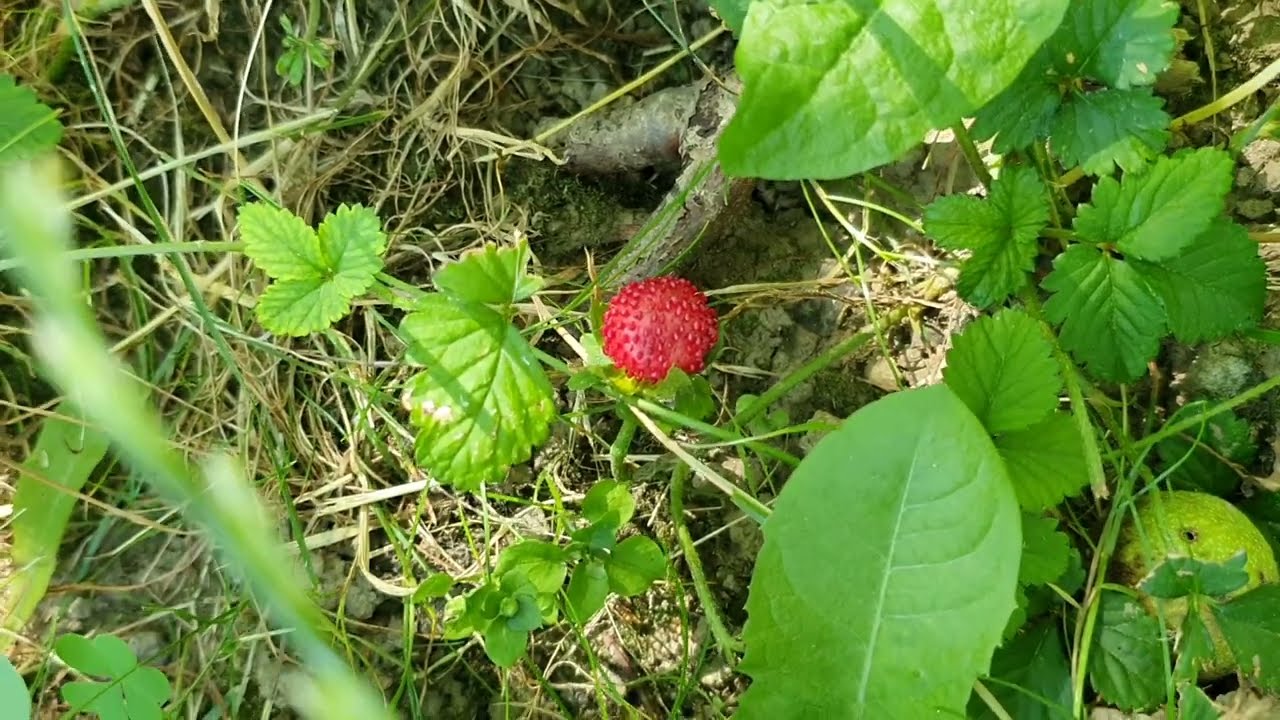 Indiai szamóca a kertben
