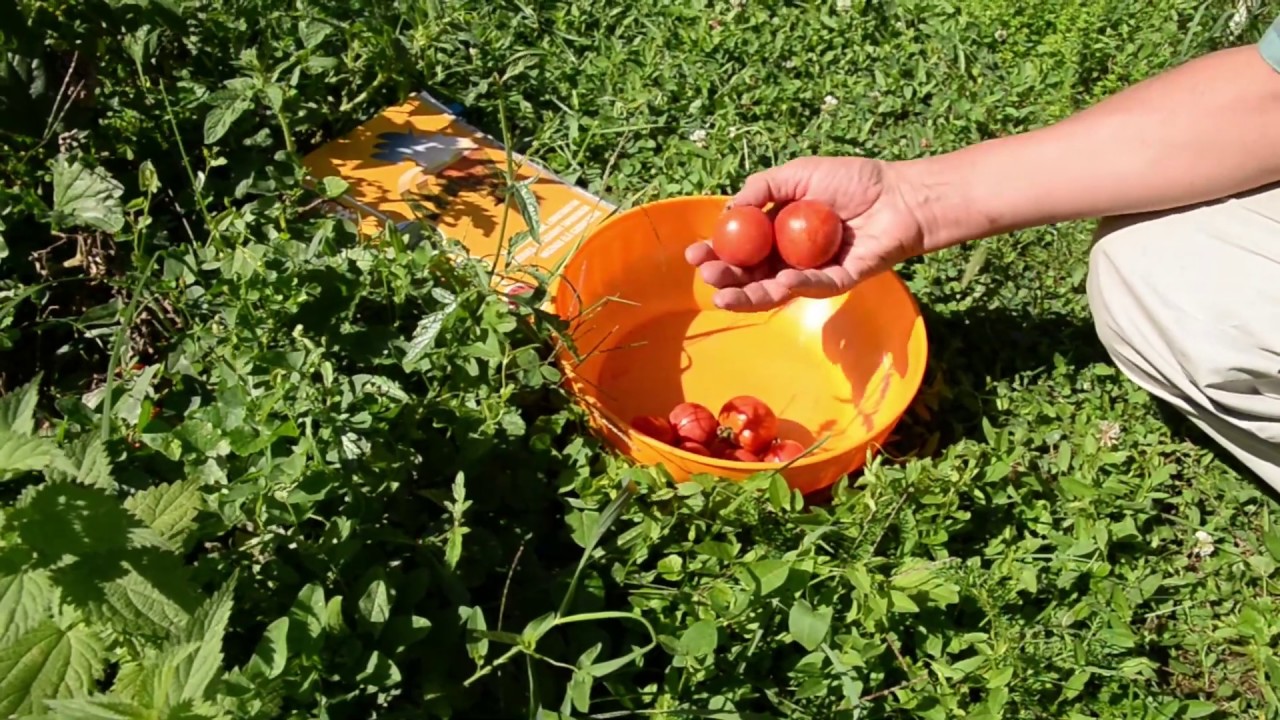 A cukkini-paradicsom kísérlet befejezése