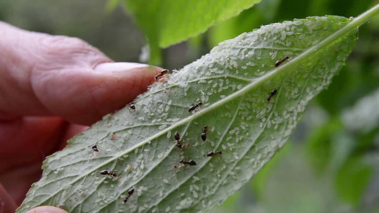 Csonthéjasok levélbetegségei