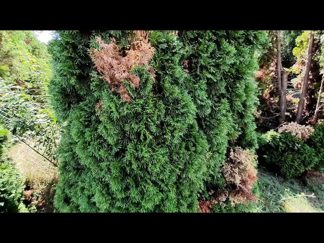 Foltokban barnul a tuja, mi az oka?