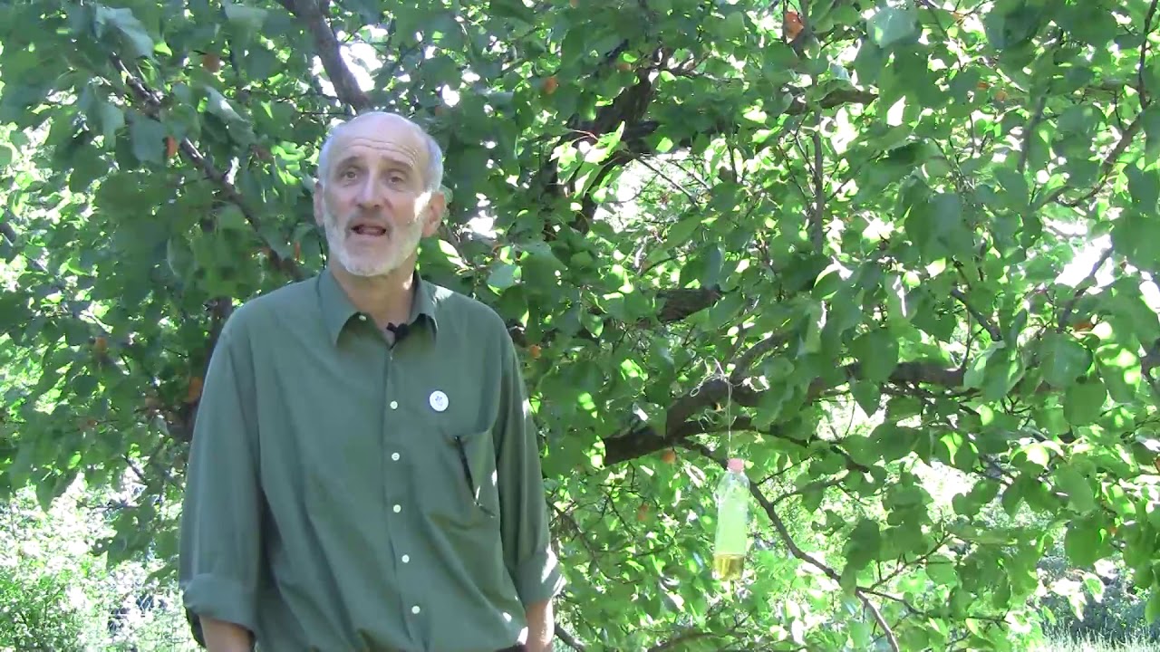 A foltosszárnyú muslica -drosofila suzuki-